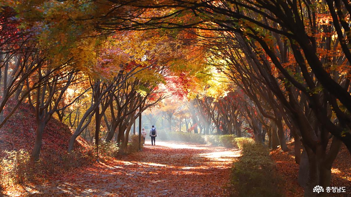 단풍 터널 사이로 빛이 쏱쏱아지는 모습이 환상적이다.