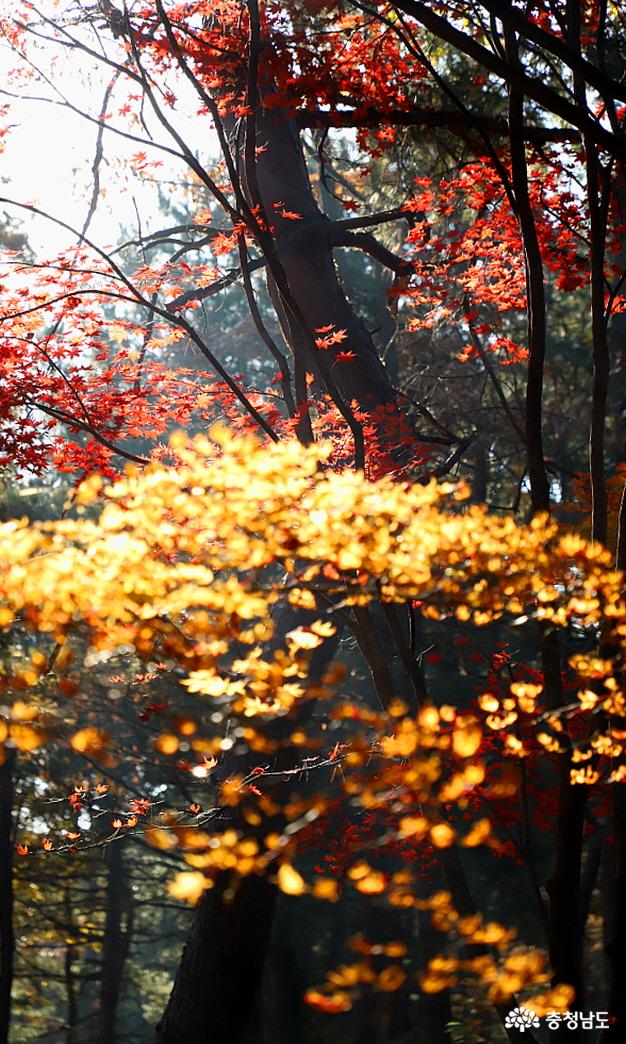 아침 햇살에 빛나는 숲 속의 단풍나무