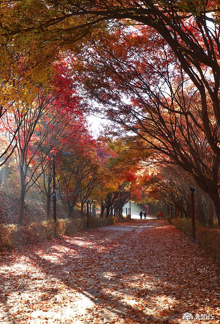 이른 아침이라 그런지 아름다운 단풍나무숲길도 여유롭다.