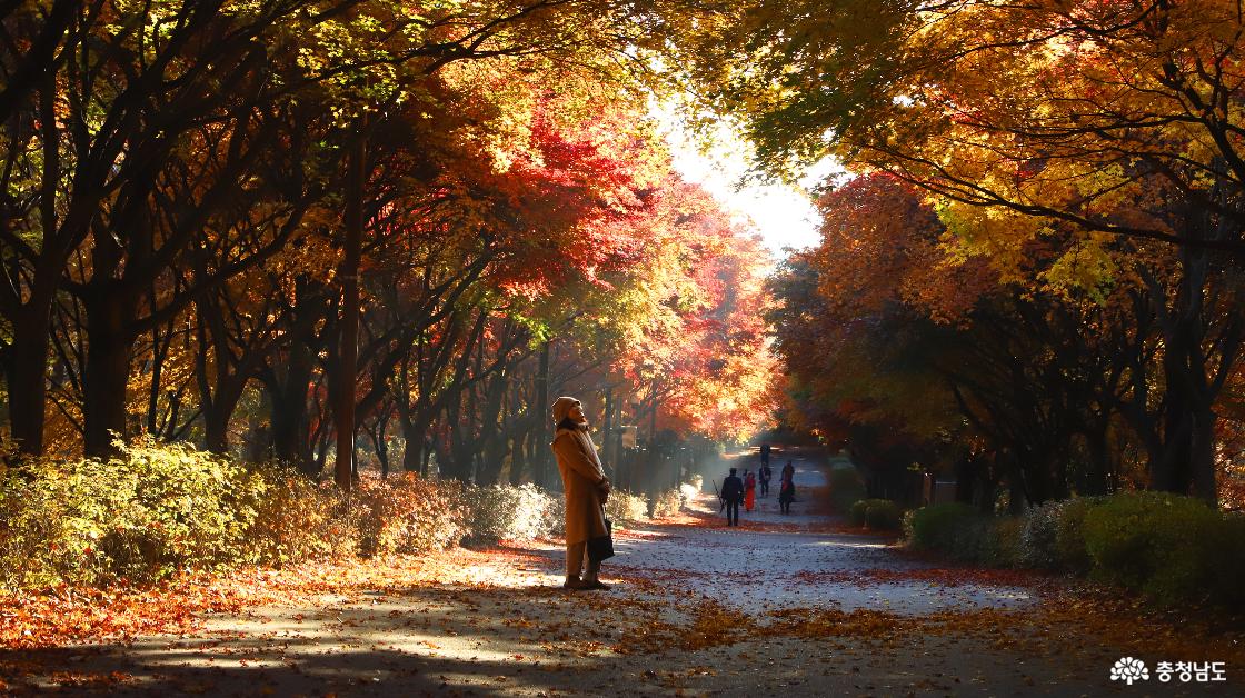 곱게 물든 가을 단풍은 그 자체로 예쁘다