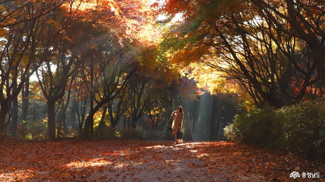 단풍나무 사이로 빛이 쏟아지는 모습이 환상적이다.