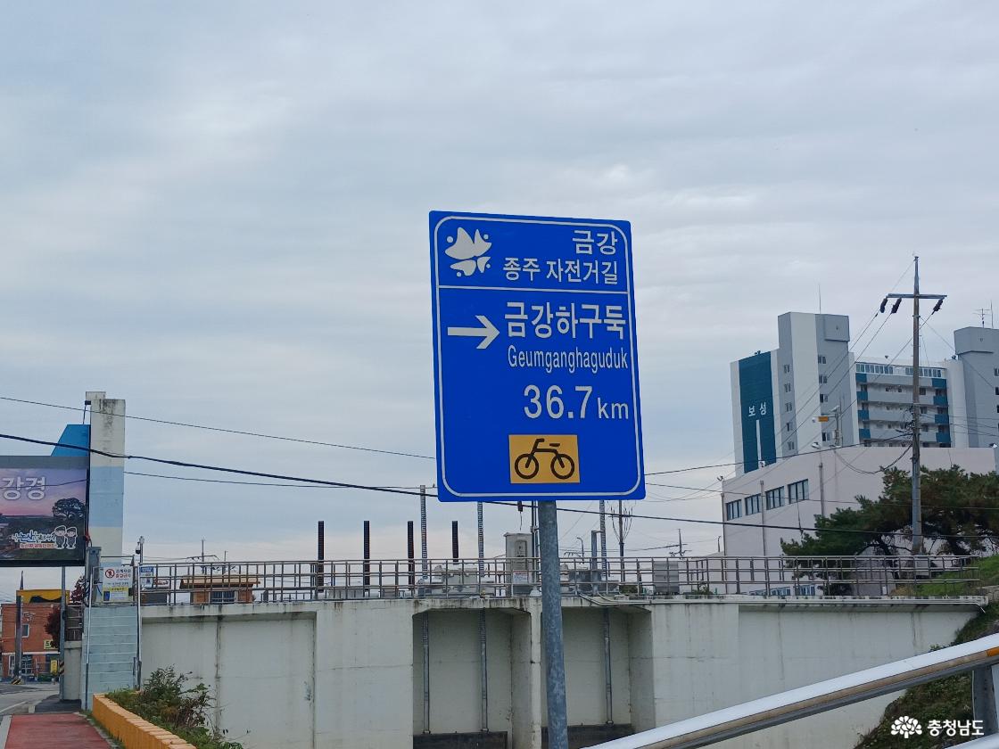 강경포구 코스모스3