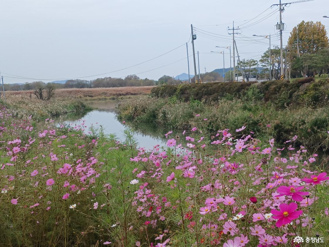 강경포구 코스모스4