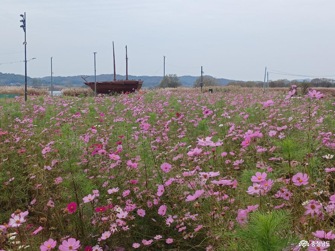 강경포구 코스모스7