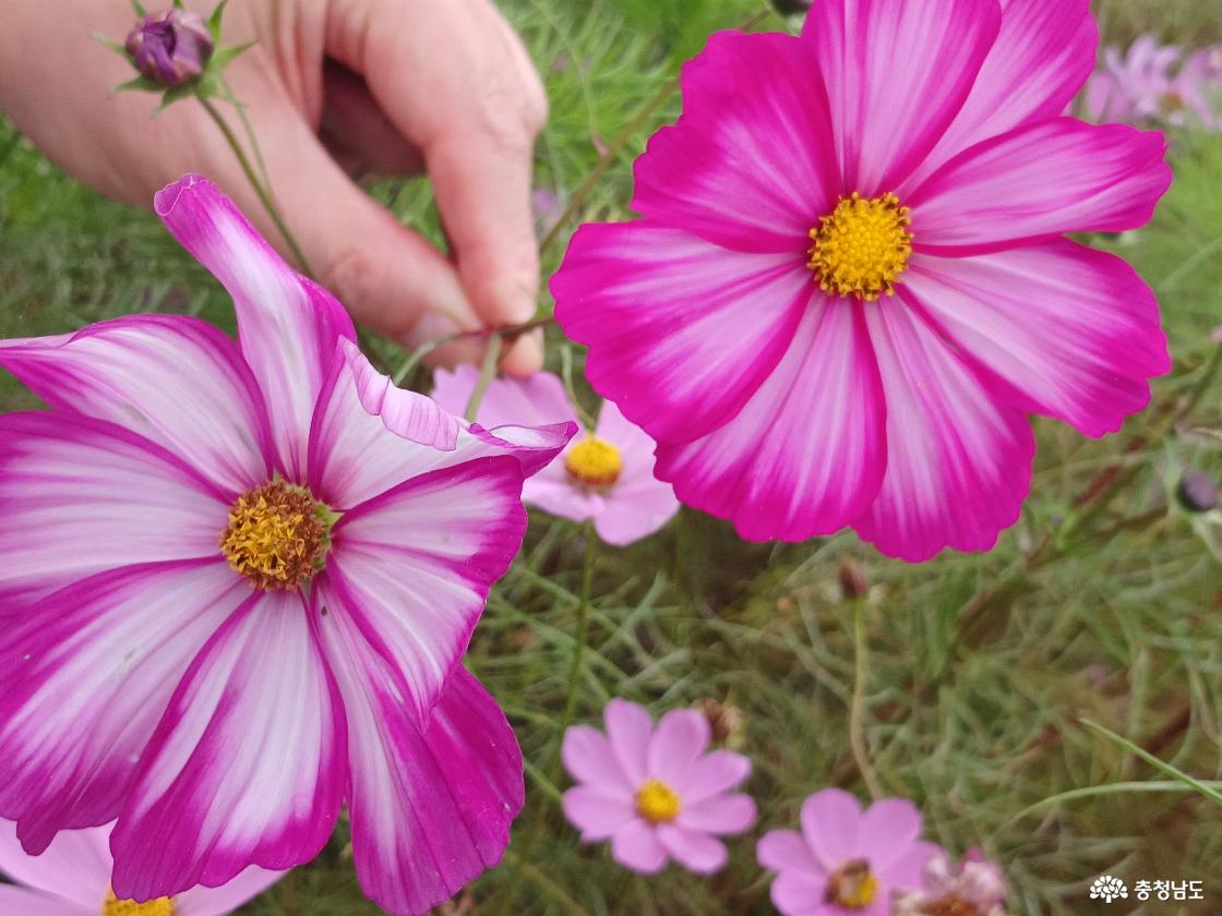 강경포구 코스모스21