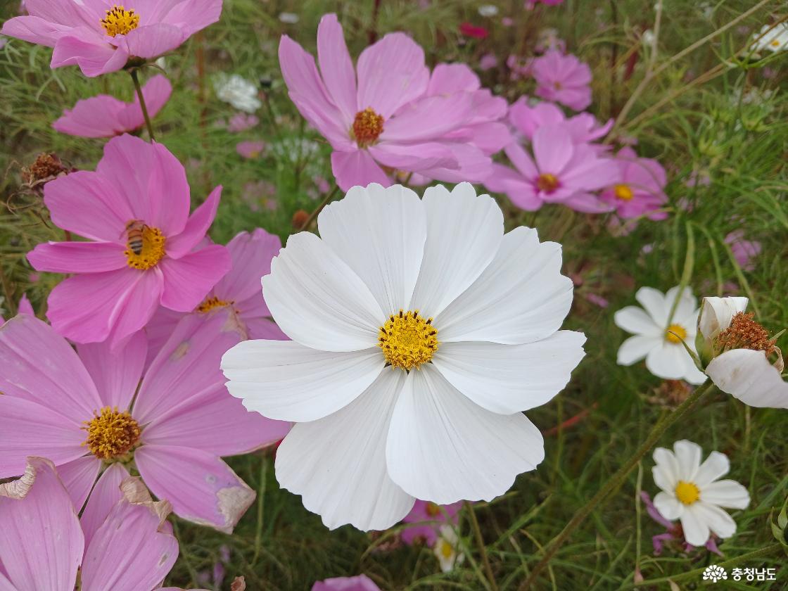 강경포구 코스모스20