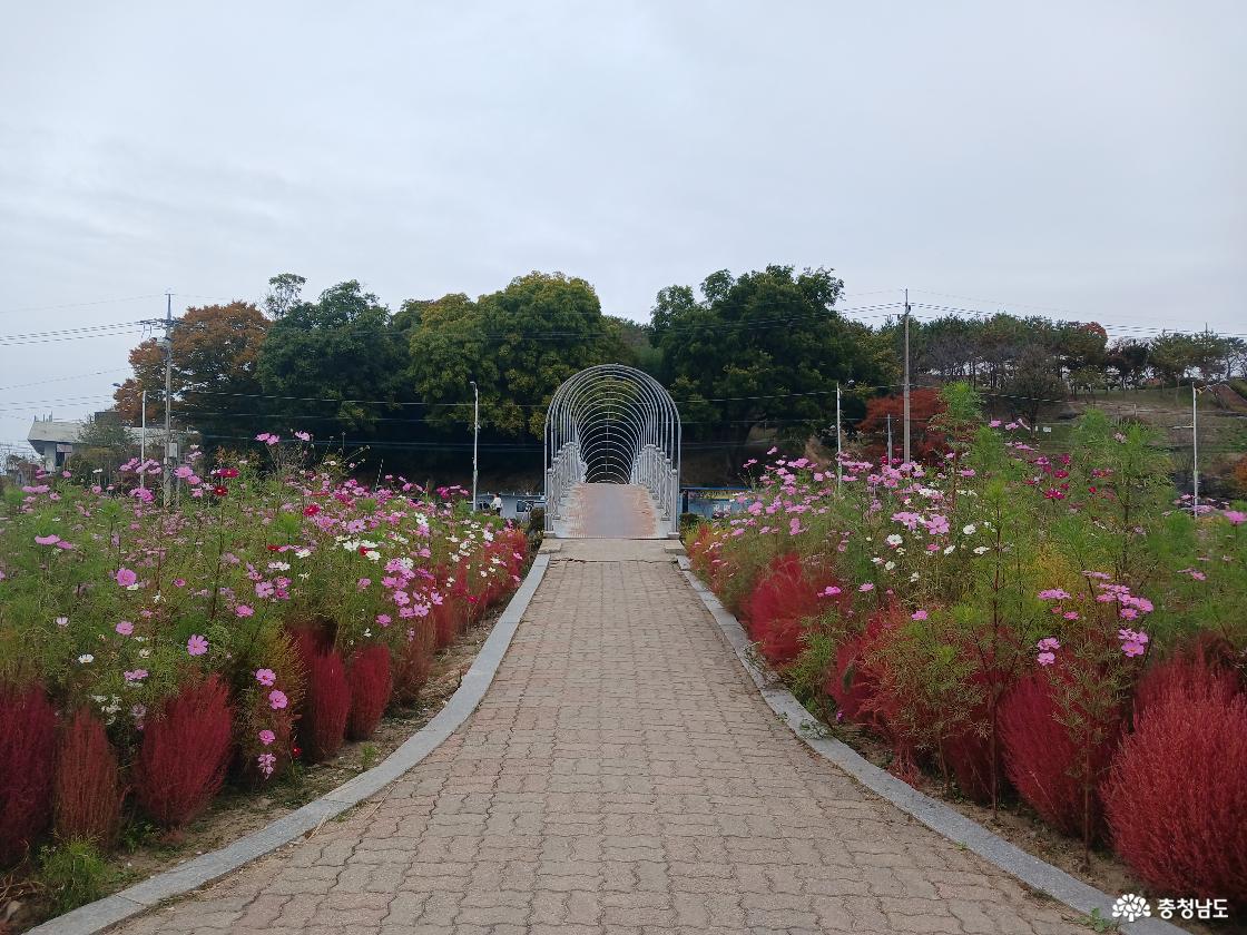 강경포구 코스모스22