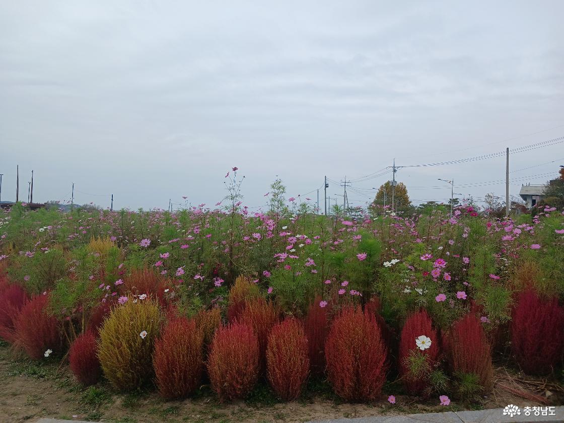 강경포구 코스모스24