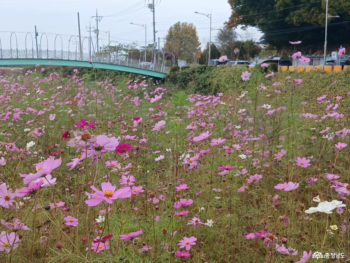 강경포구 코스모스26