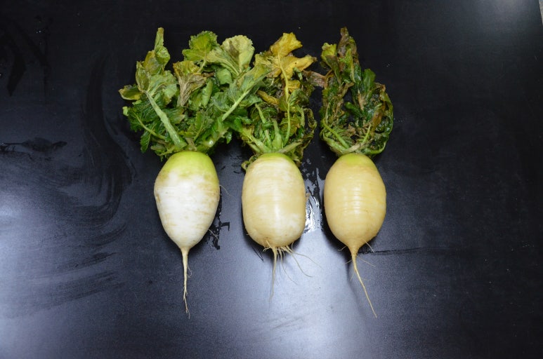 (무)왼쪽부터 비닐+부직포 비닐 무처리(출처 국립원예특작과학원)