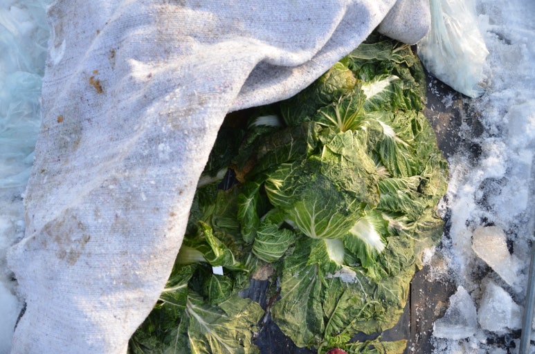 비닐과 부직포를 함께 덮어준 배추(출처 국립원예특작과원)