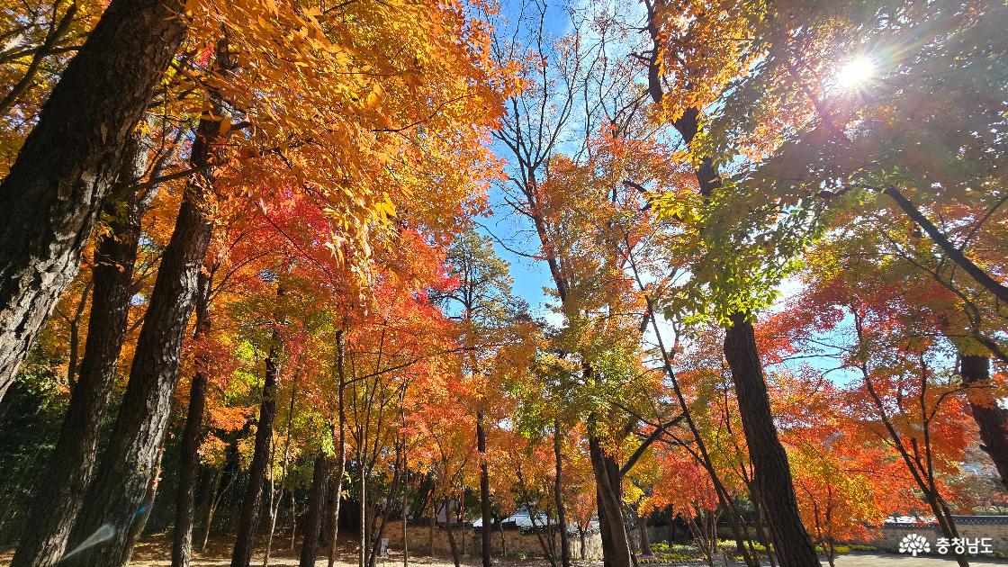 붉은 단풍나무 사이로 똗아지는 했빛이 환상적인 부소산 단풍