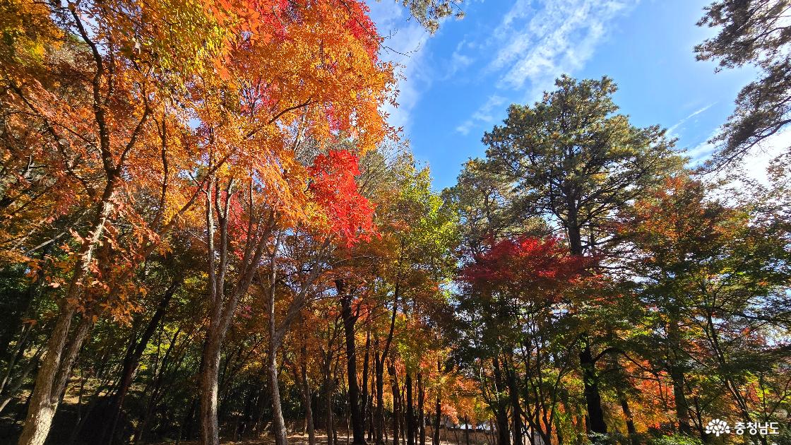 가을이 자리잡은 부소산 입구의 단풍
