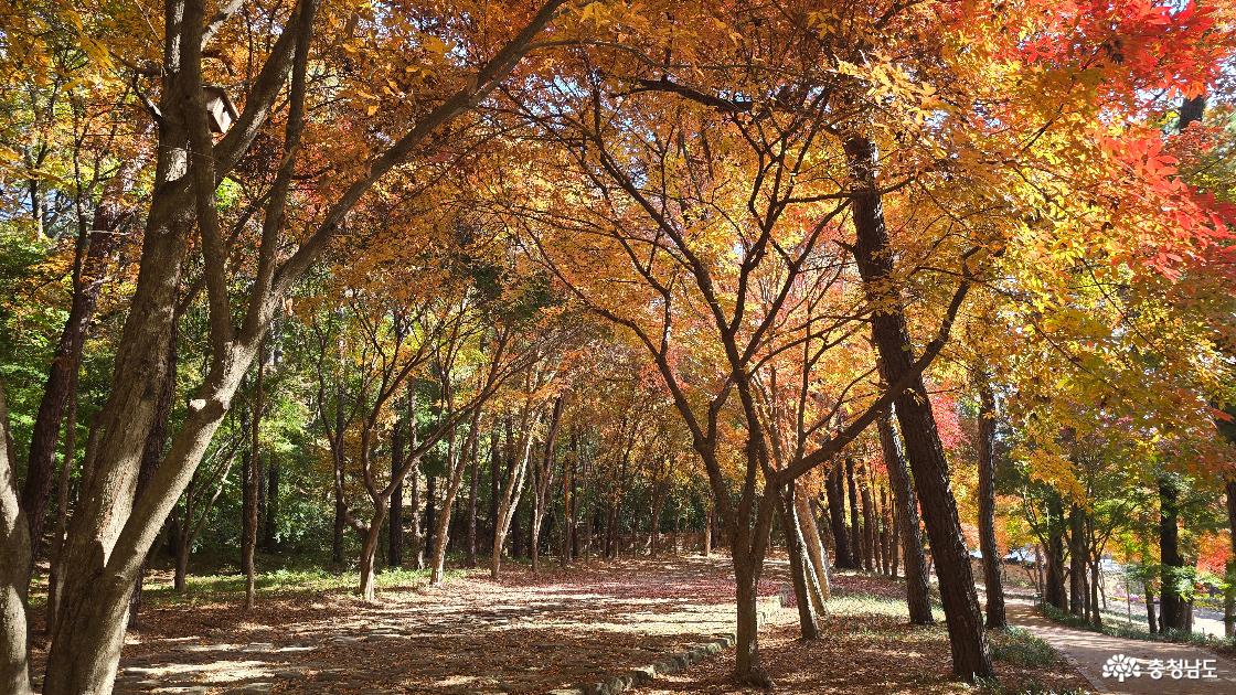 단풍 터널로 이어지는 부소산 산책길. 이 터널을 지나야 비로소 부소산이다.