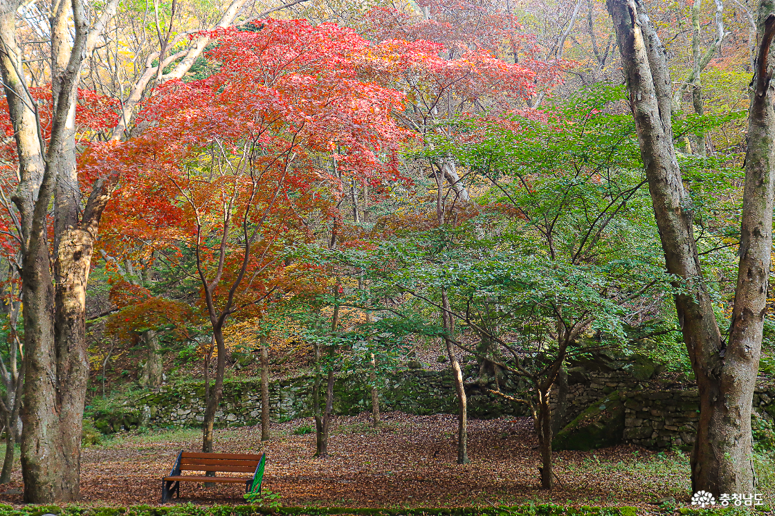 동학사 단풍1
