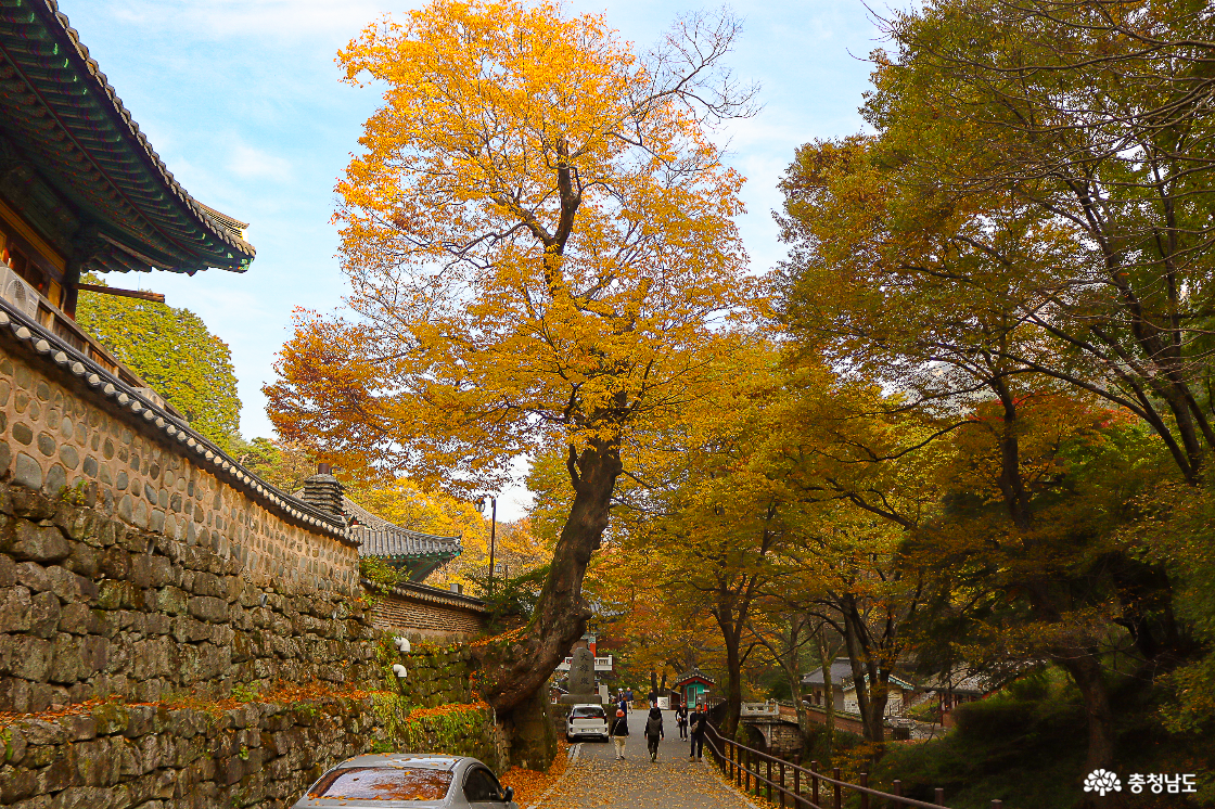동학사의 느티나무