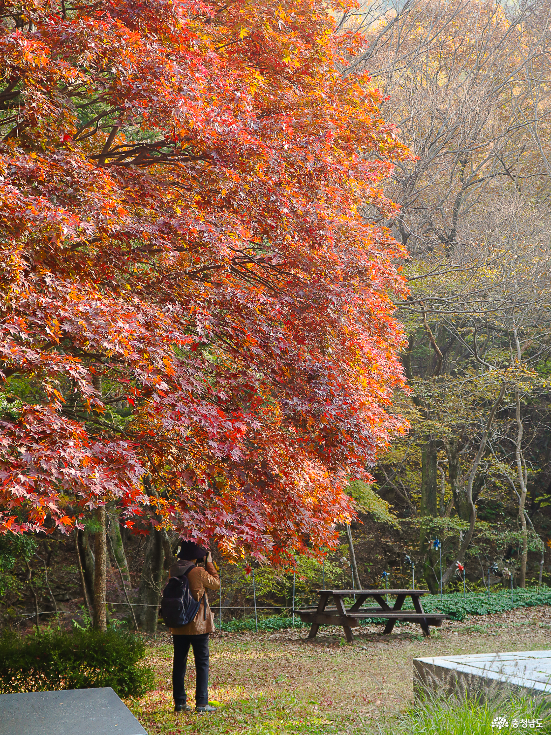 계룡산국립공원 단풍나무