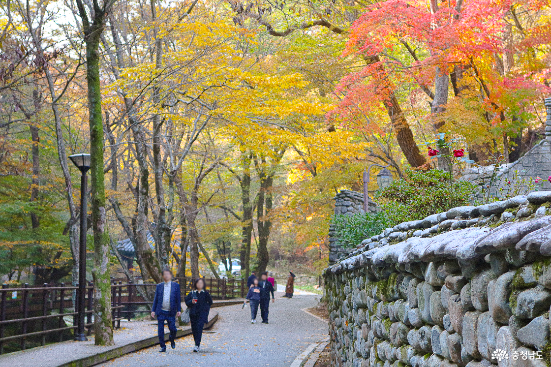 충남 공주 단풍여행