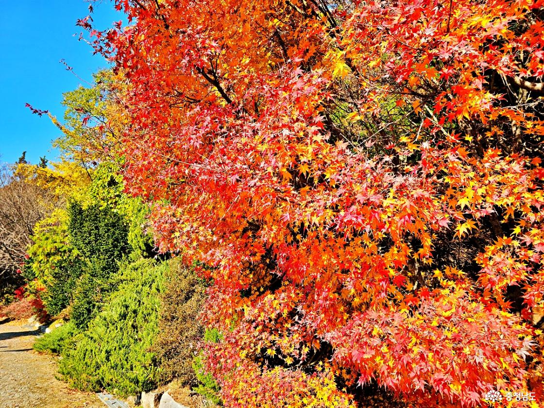 청동대불 뒤 단풍길