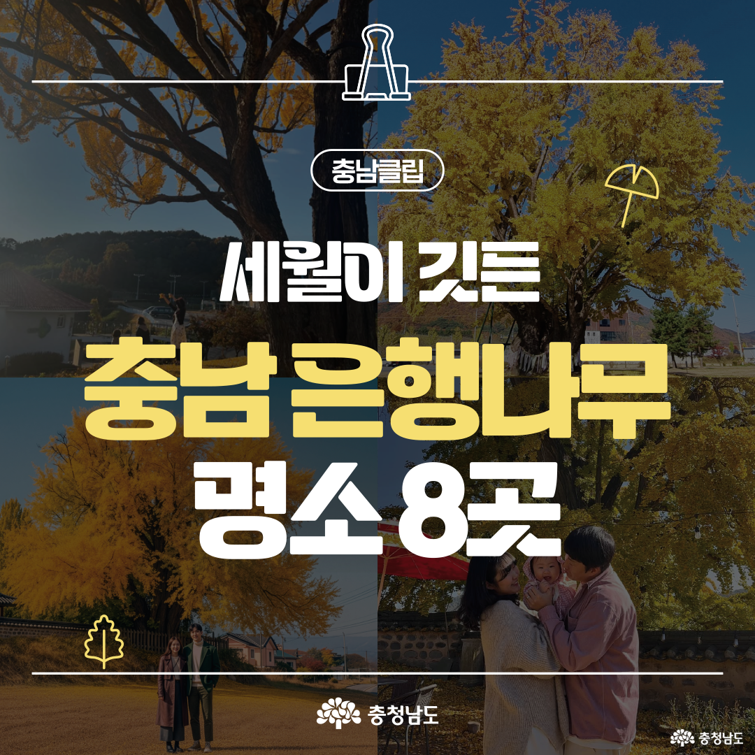 노랗게 물든 은행잎이 가득한 가을 풍경 속에 ‘세월이 깃든 충남 은행나무 명소 8곳’이라는 문구가 중앙에 크게 적혀 있습니다. 배경에는 커플과 가족이 함께 사진을 찍는 장면이 이어지며, 따뜻한 가을 정취를 담고 있습니다. 상단에는 ‘충남클립’ 로고와 클립 아이콘이 배치되어 있습니다.