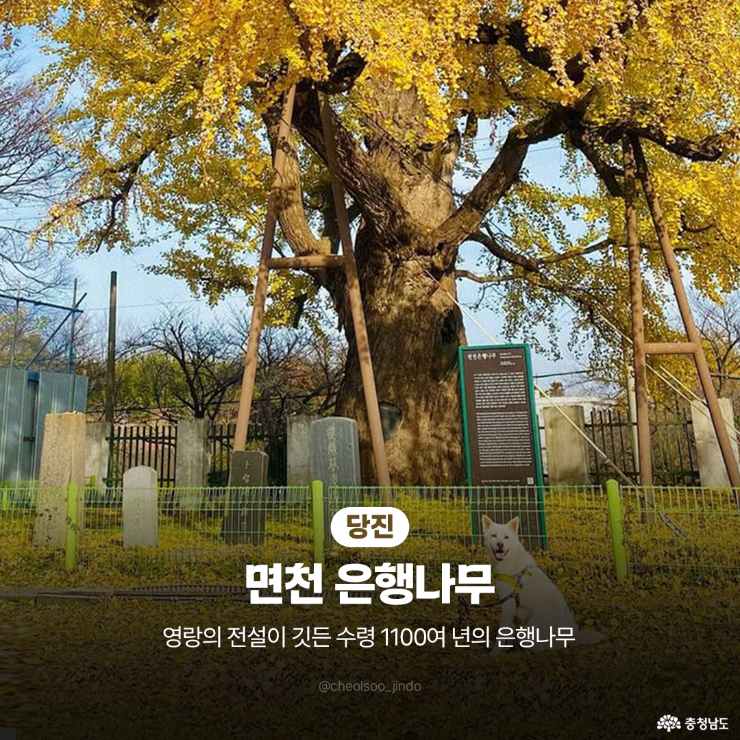 당진 면천의 은행나무가 화면 가득히 자리하며, 굵은 가지가 하늘로 뻗어 있습니다. 수령 1100년이 넘은 이 나무 아래에는 안내판과 보호 울타리가 보이고, 앞에는 흰색 진돗개가 앉아 있습니다. 햇빛에 반사된 노란 잎들이 가을의 깊은 정취를 전합니다.