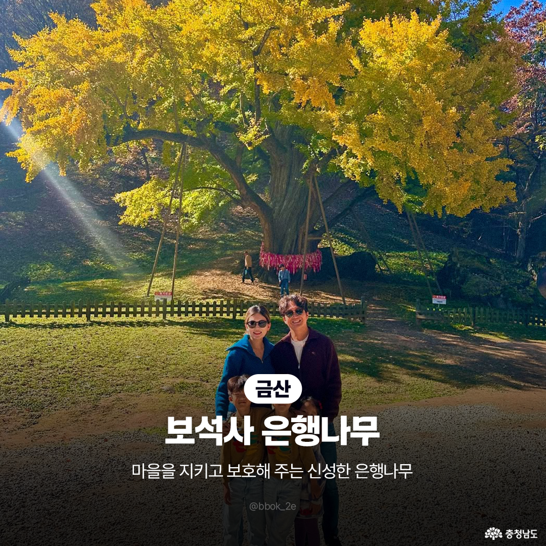 금산 보석사에 위치한 커다란 은행나무가 가을 햇살 아래 황금빛으로 빛나고 있습니다. 나무 앞에는 가족 단위 관광객이 서 있으며, 웃으며 사진을 찍는 장면이 포착되어 있습니다. 뒤편에는 산비탈과 붉은색 소원이 적힌 리본 장식이 조화롭게 어우러져 있습니다.