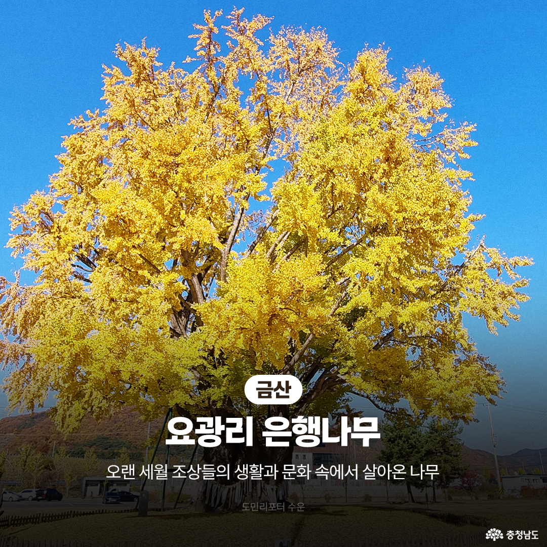 금산 요광리의 은행나무가 맑은 파란 하늘 아래 노랗게 물들어 있습니다. 웅장하게 퍼진 가지와 울창한 잎이 마을의 중심을 이루며, 주변에는 전원 주택과 들판이 펼쳐져 있습니다. ‘오랜 세월 조상들의 삶과 문화 속에서 살아온 나무’라는 문구가 함께 있습니다.