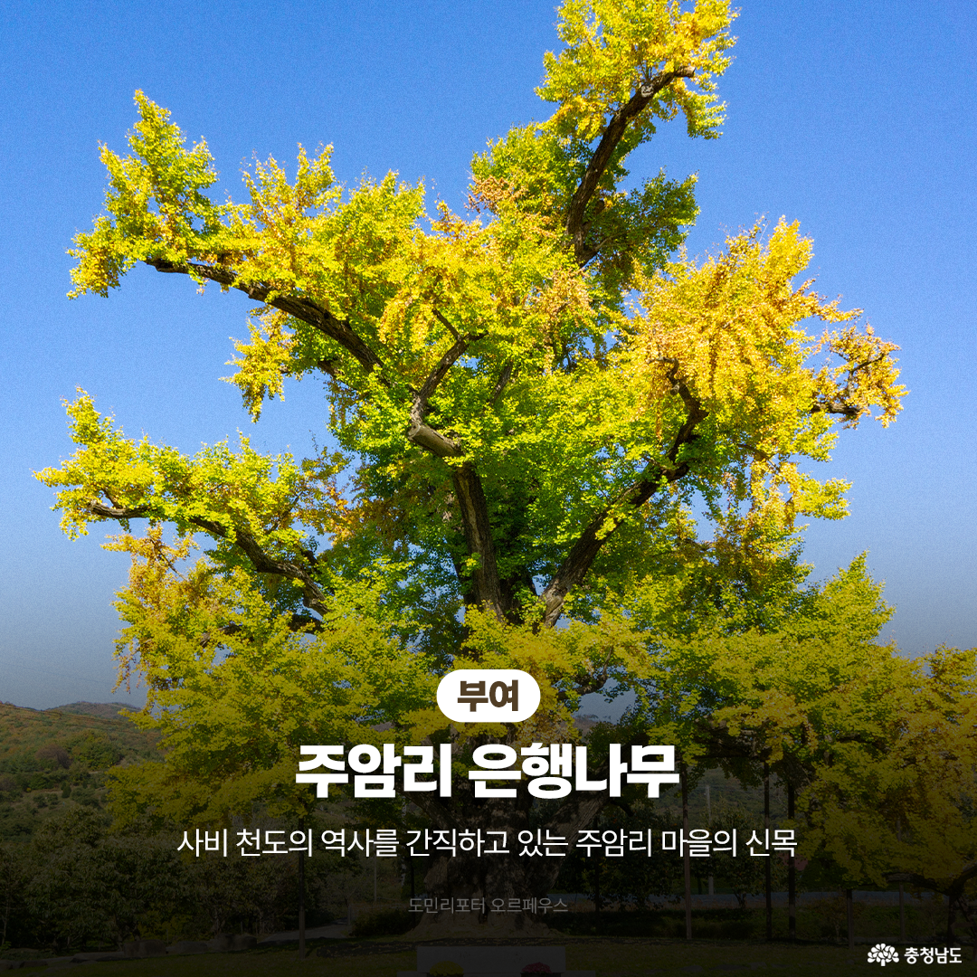 부여 주암리의 은행나무가 초록빛과 노란빛이 섞인 단풍으로 하늘을 향해 뻗어 있습니다. 고요한 들판과 푸른 하늘 아래 마을을 지키는 신목처럼 우뚝 서 있습니다. 화면 아래에는 ‘사비 천도의 역사를 간직한 주암리 마을의 신목’이라는 설명이 있습니다.