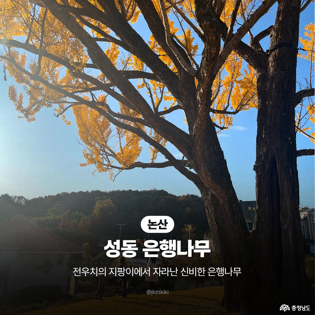 논산 성동의 은행나무가 햇살에 반짝이며 가지를 활짝 펼치고 있습니다. 나무 아래에는 붉은 지붕의 집과 가을빛 산이 어우러져 따뜻한 분위기를 냅니다. ‘전우치의 지팡이에서 자라난 신비한 은행나무’라는 문구가 함께 표시되어 있습니다.