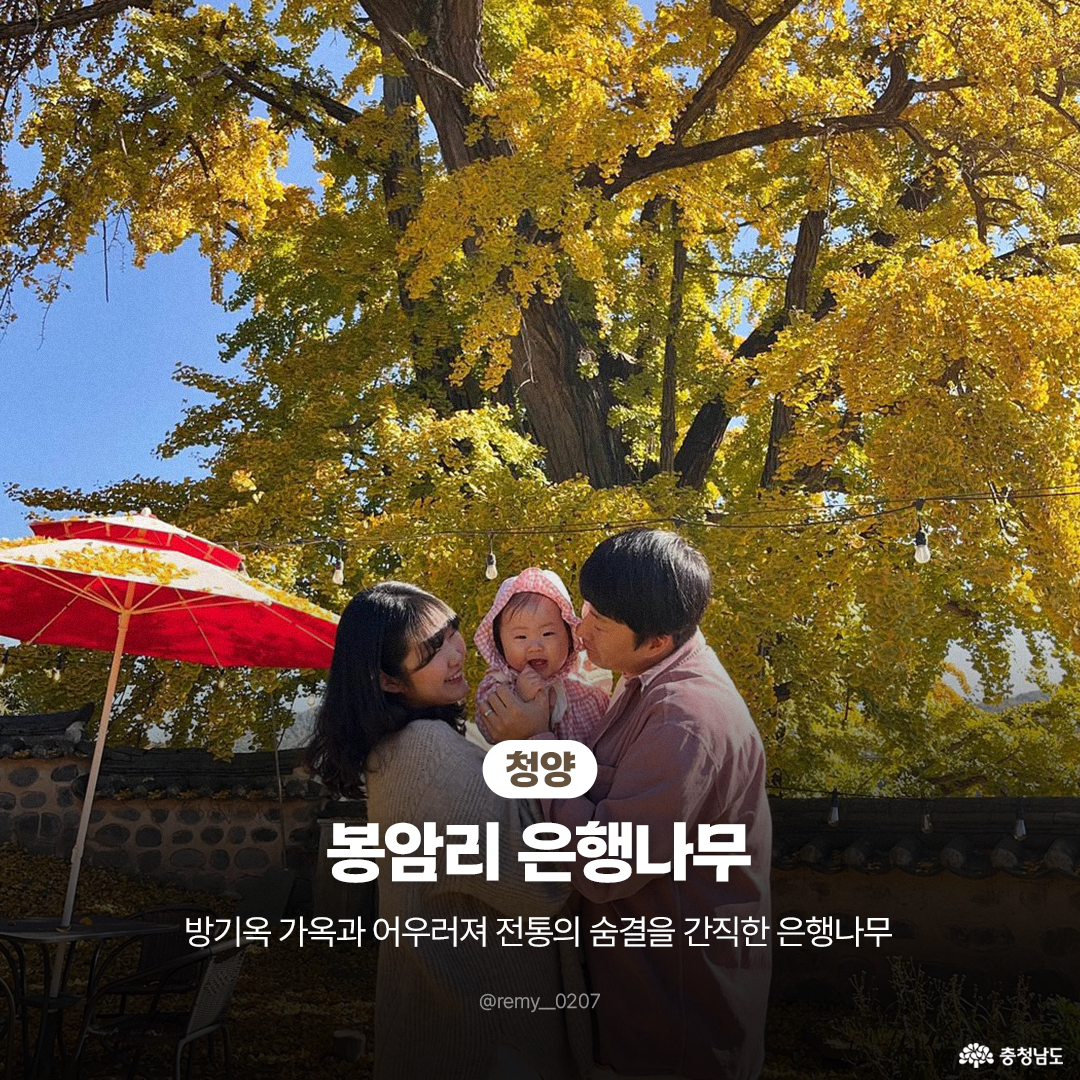 청양 봉암리 은행나무 아래에서 가족이 함께 웃으며 아기를 안고 있는 장면입니다. 노랗게 물든 나무와 붉은 파라솔이 따뜻한 분위기를 만들며, 전통 담장이 배경으로 자리합니다. ‘전통의 숨결을 간직한 은행나무’라는 문구가 가족의 행복한 모습과 어우러져 있습니다.