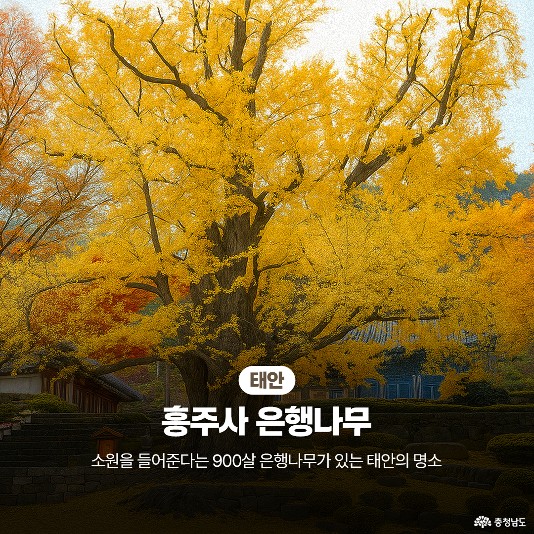 태안 흥주사의 은행나무가 사찰 마당 한가운데 우뚝 서 있으며, 황금빛 단풍이 가득 피어 있습니다. 오래된 절집의 지붕과 붉은 단풍나무가 배경으로 조화를 이루고 있습니다. ‘소원을 들어준다는 900살 은행나무가 있는 태안의 명소’라는 문구가 덧붙어 있습니다.