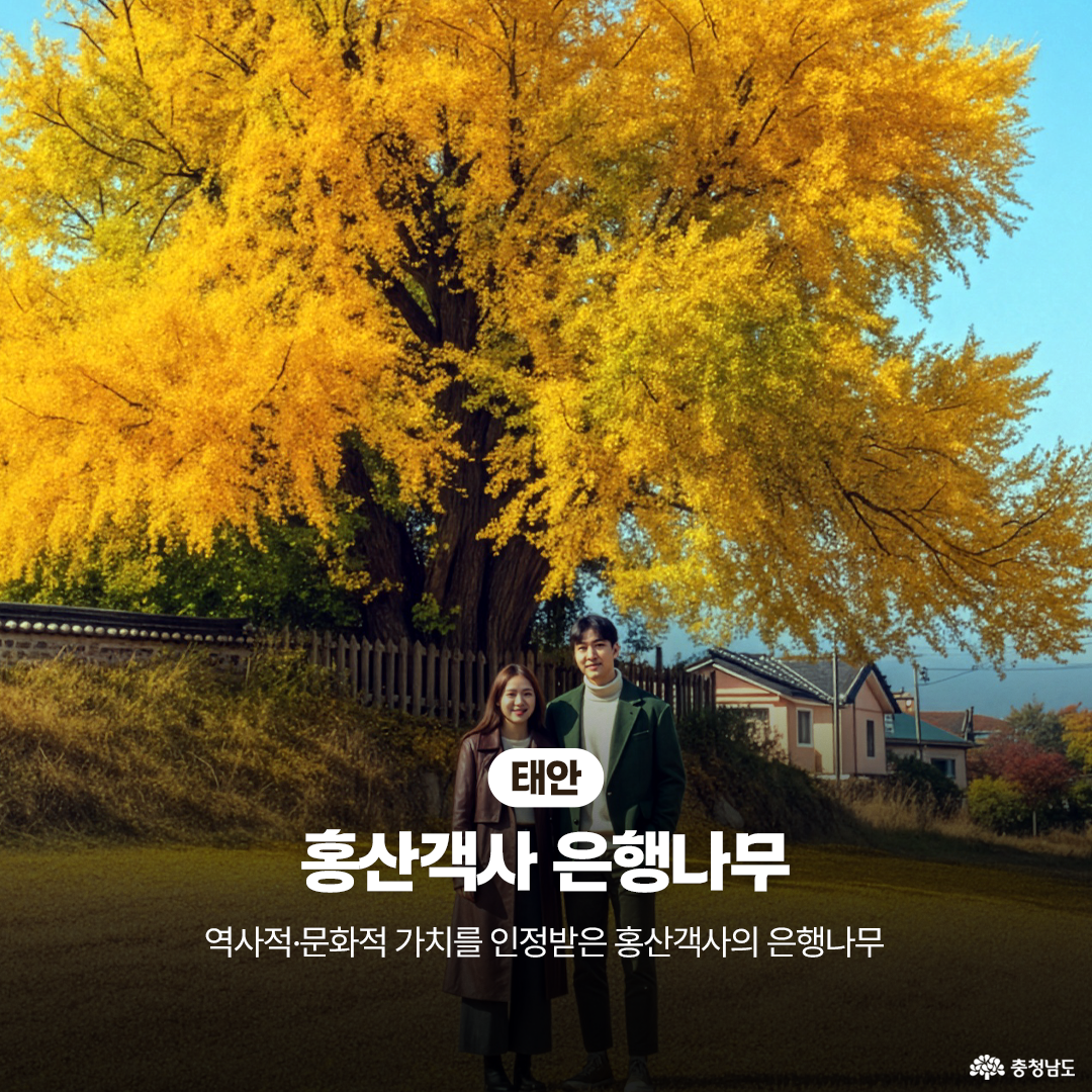 태안 홍산객사 은행나무가 푸른 하늘 아래 거대하게 서 있고, 그 앞에는 커플이 다정히 서서 웃고 있습니다. 나무는 마을 담장과 집들을 감싸듯 퍼져 있으며, 가을 햇살에 잎이 금빛으로 빛납니다. ‘역사적·문화적 가치를 인정받은 홍산객사의 은행나무’라는 설명이 있습니다.