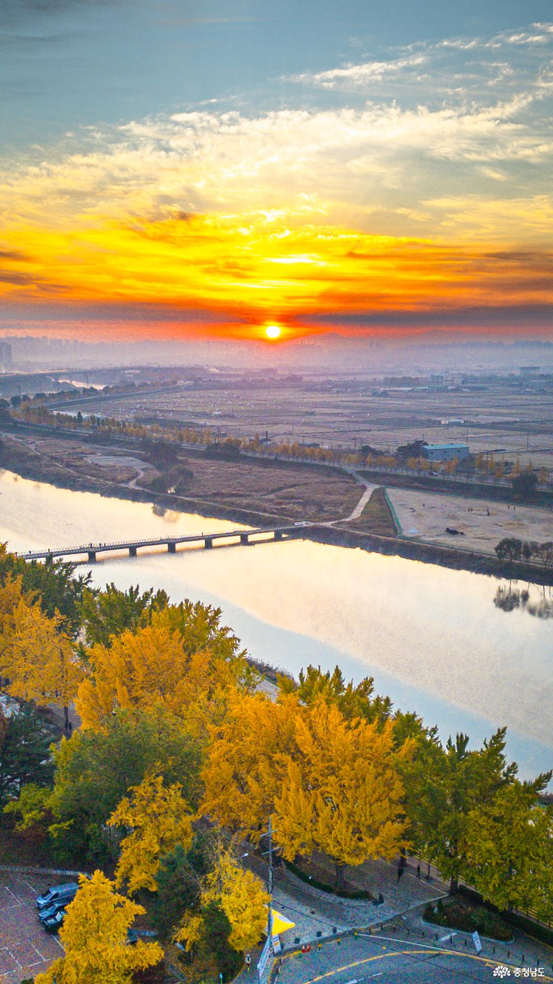 곡교천 은행나무 가을 단풍 소식