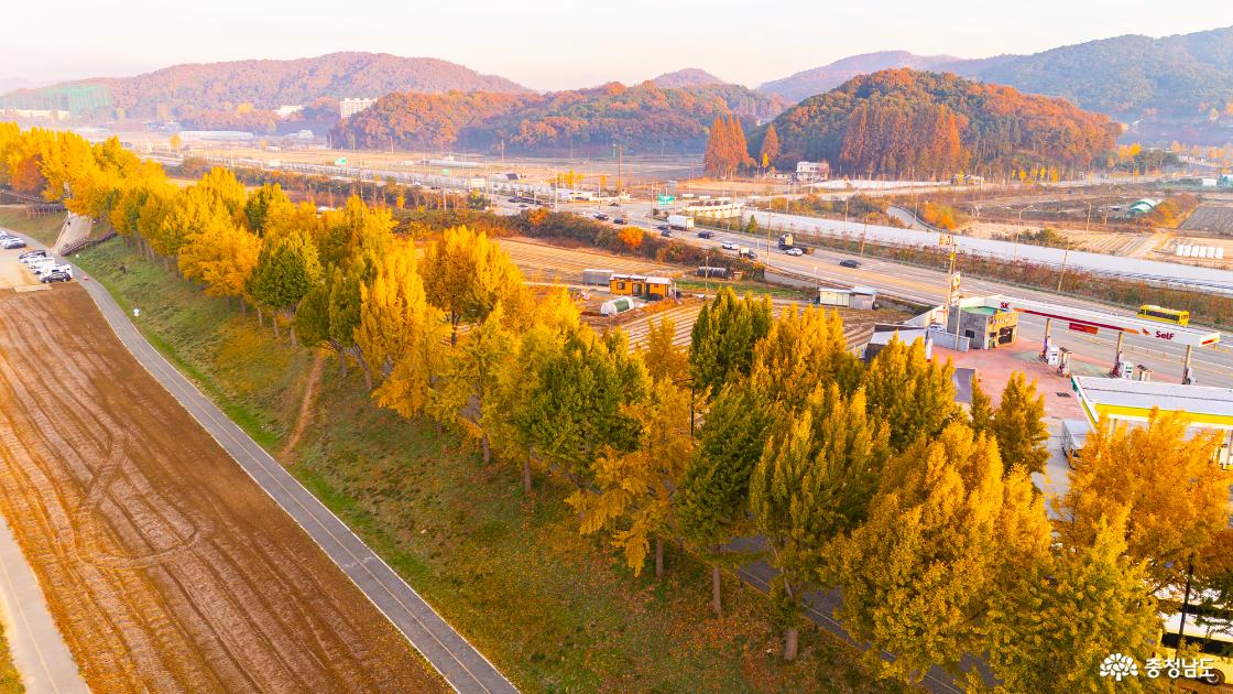 곡교천 은행나무 가을 단풍 소식