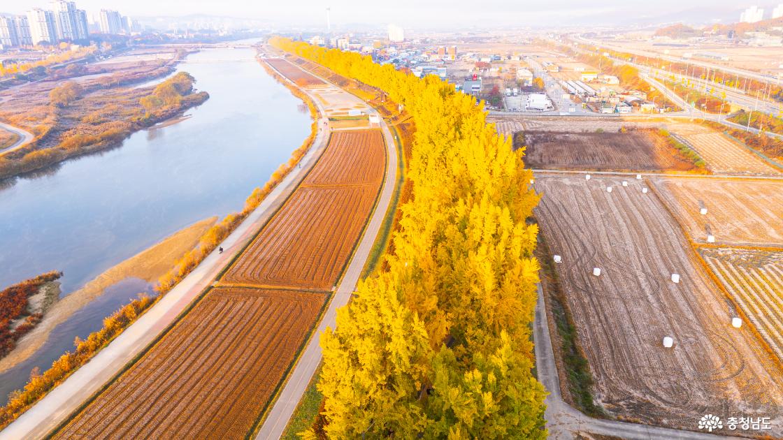 곡교천 은행나무 가을 단풍 소식