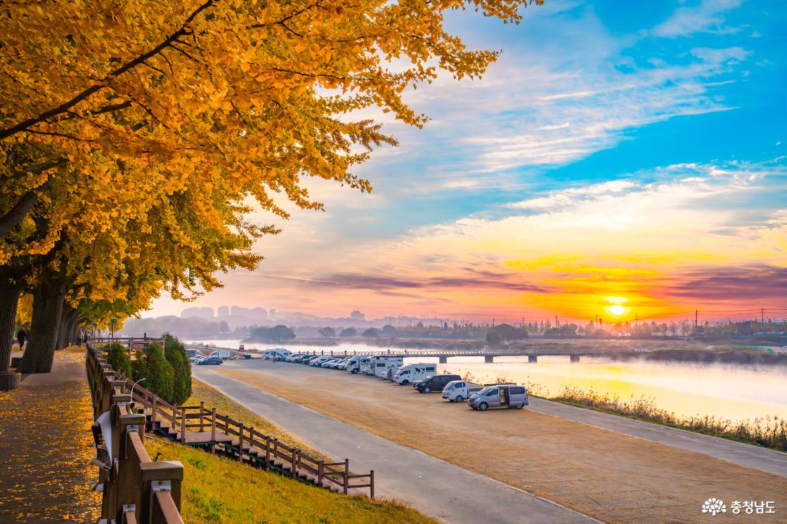 곡교천 은행나무 가을 단풍 소식