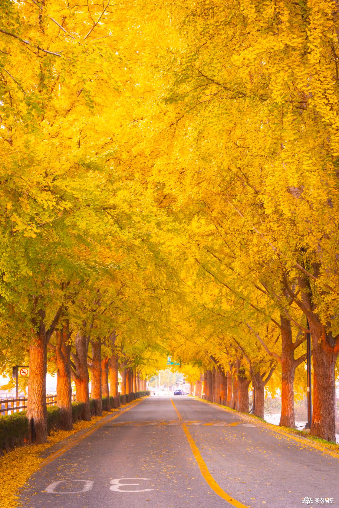 곡교천 은행나무 가을 단풍 소식