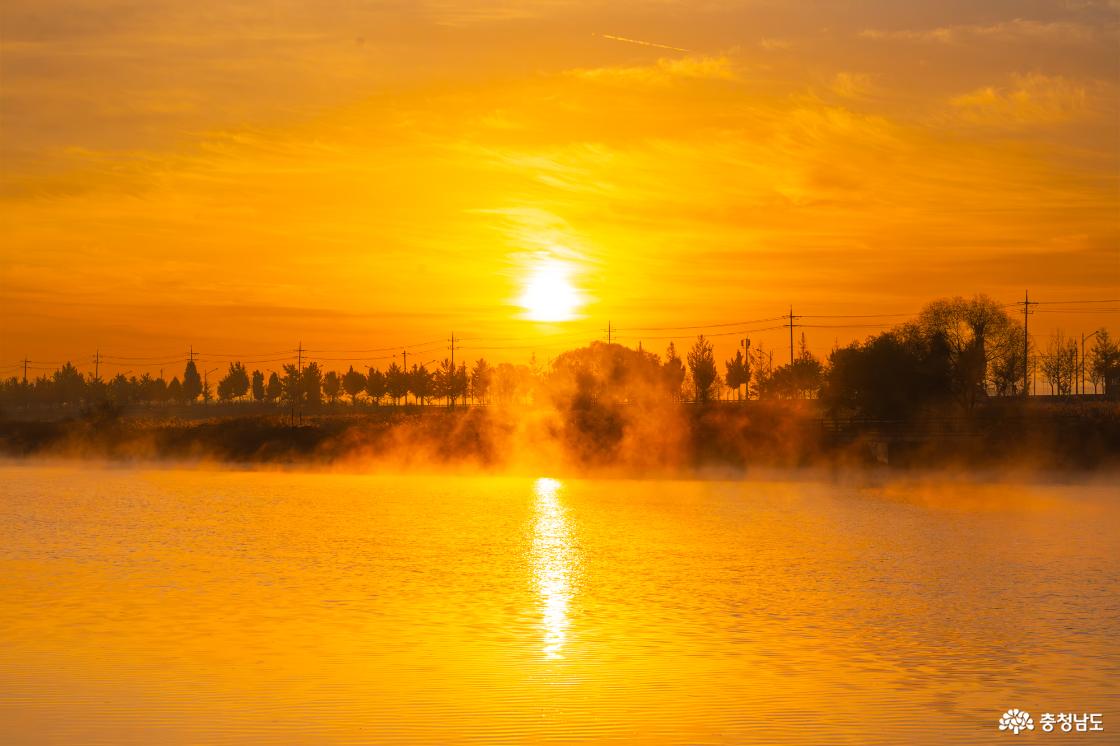 곡교천 은행나무 가을 단풍 소식