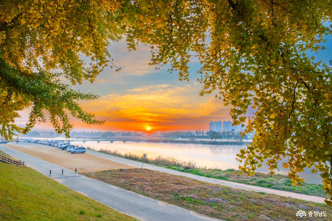 곡교천 은행나무 가을 단풍 소식