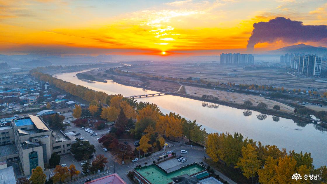 곡교천 은행나무 가을 단풍 소식