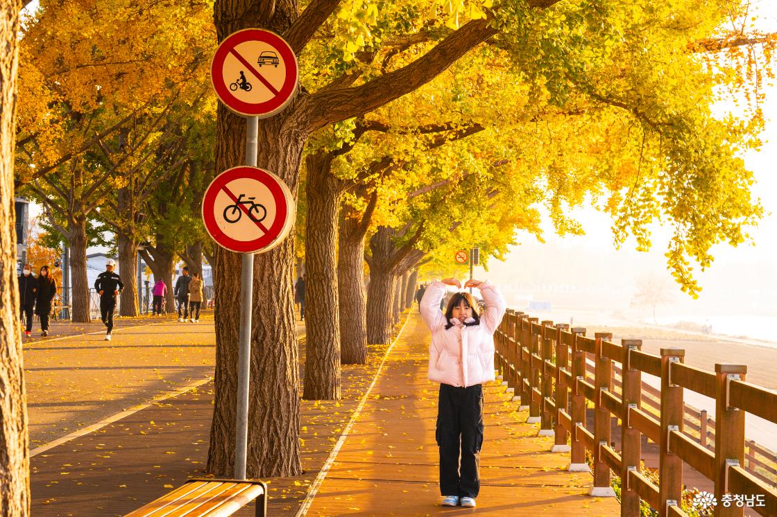 곡교천 은행나무 가을 단풍 소식