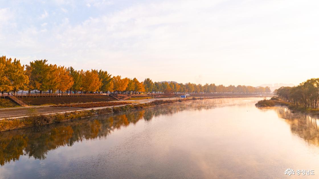 곡교천 은행나무 가을 단풍 소식