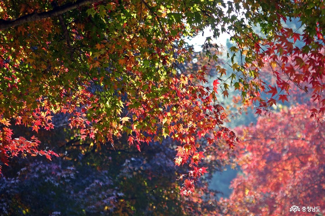단풍나무 숲길에서 가을 붙잡기