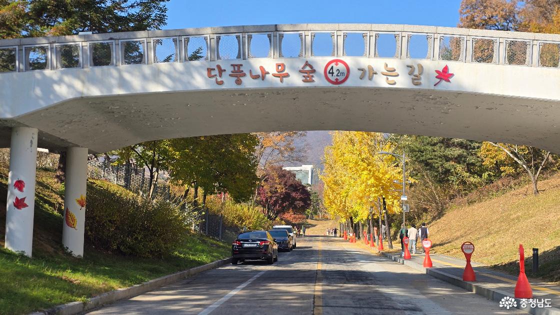 단풍나무숲길 입구