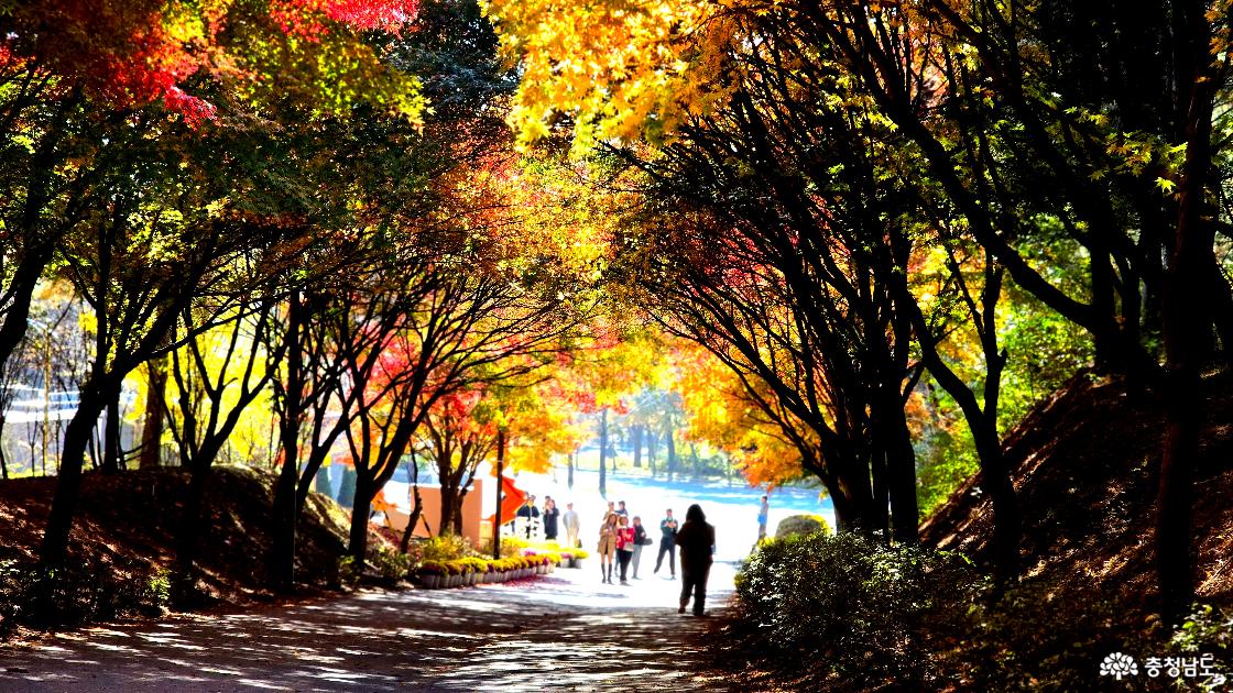 단풍나무숲 오르막 전경