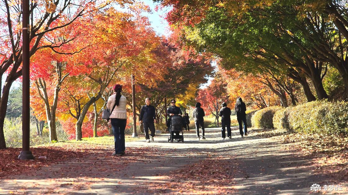 조선통독부쪽 단풍