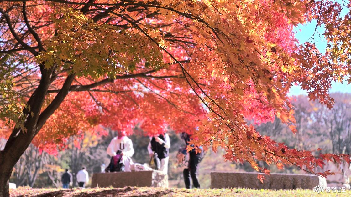 단풍나무숲길 정경