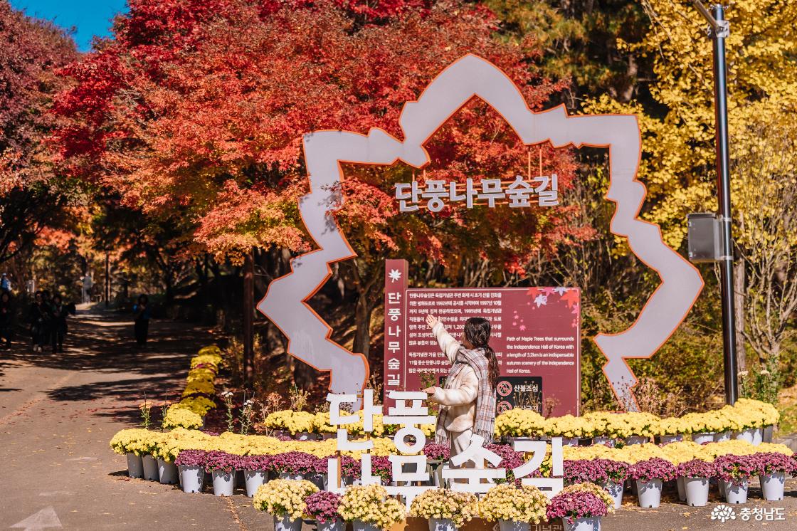 단풍나무숲 입구 설명