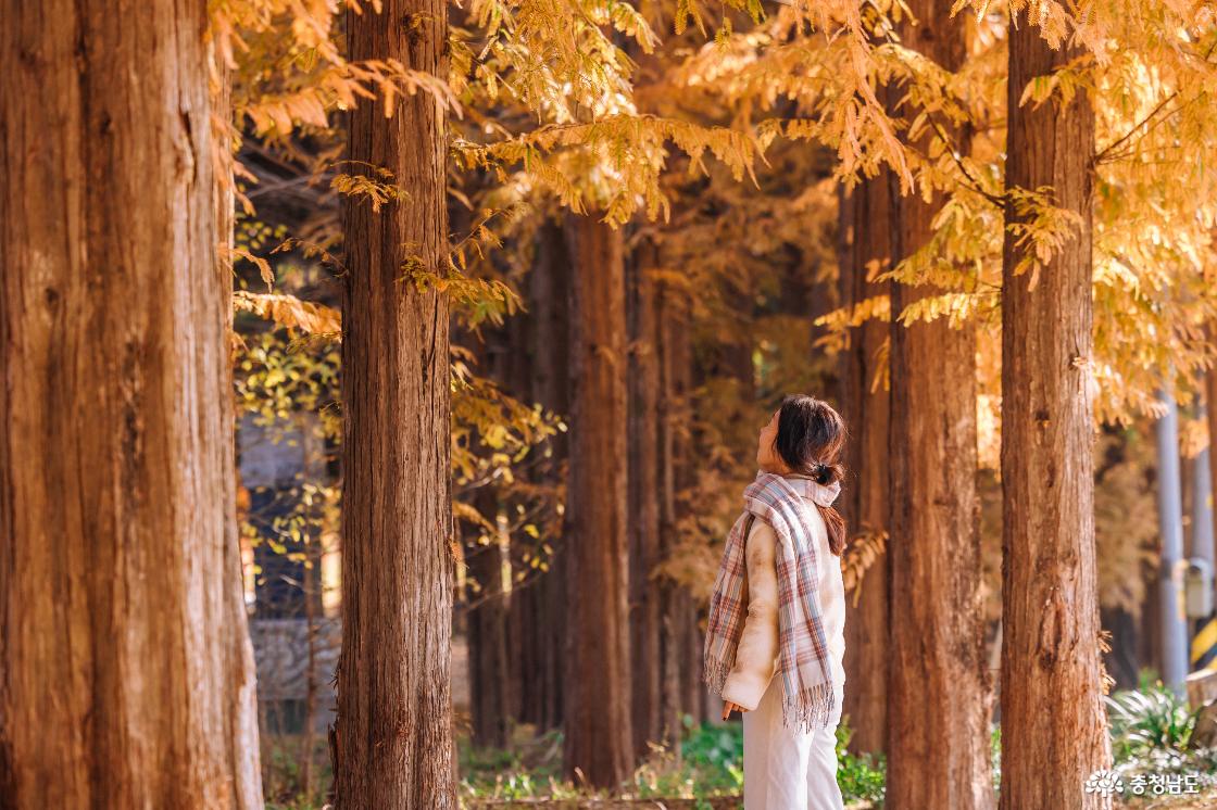 메타세콰이아숲