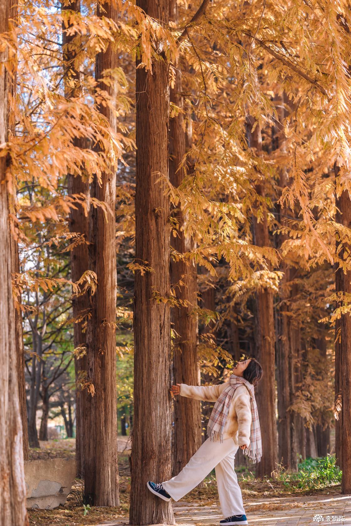 독립기념관 출구로 나와서 바로 오른쪽에 위치한 광복의 동산 메타세콰이어 숲
